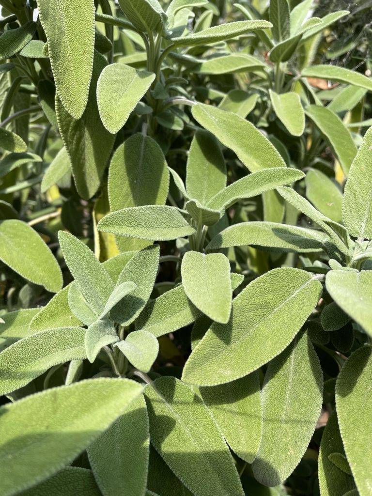 7 Plantes pour soigner et prévenir les maladies des poules 
