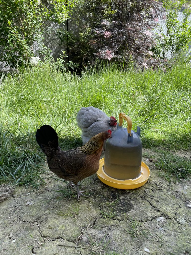 7 Plantes pour soigner et prévenir les maladies des poules 