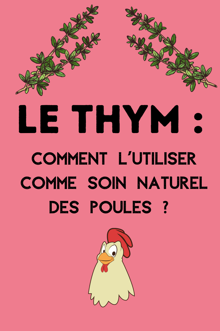 Traitement naturel des poules grâce au thym