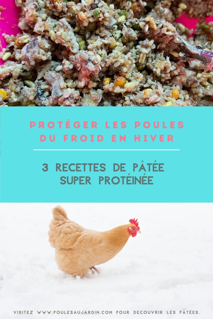 Pâtée super protéinée pour les poules afin de les protéger contre le grand froid de l'hiver 