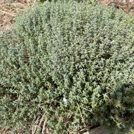 traitement naturel des maladies des poules par la plante médicinale le thym