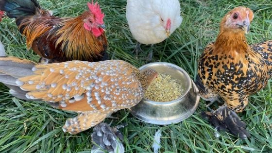 Aliments Interdits et Toxiques pour les Poules