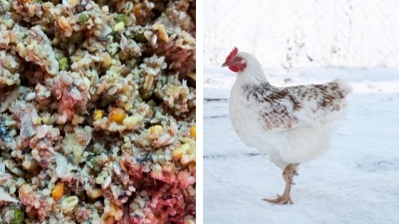 Pâtée super protéinée pour protéger les poules du froid en hiver