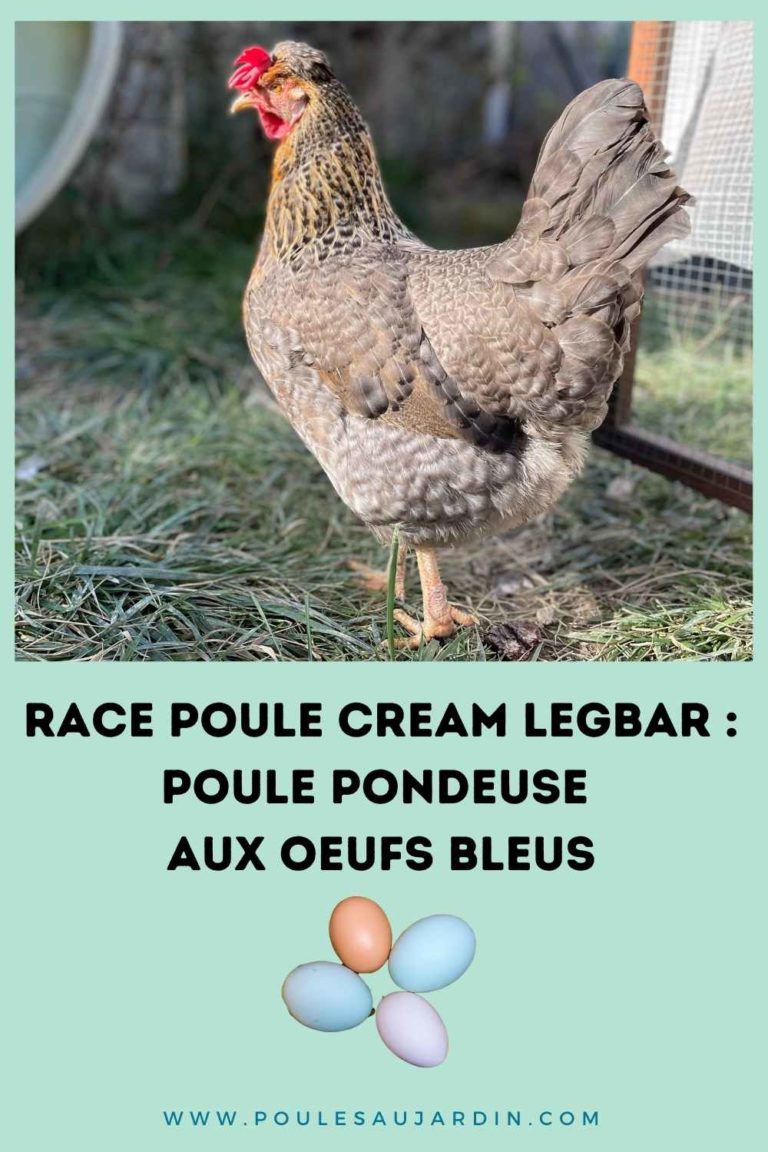 Poule Cream legbar pondeuse aux oeufs bleus Poules au Jardin
