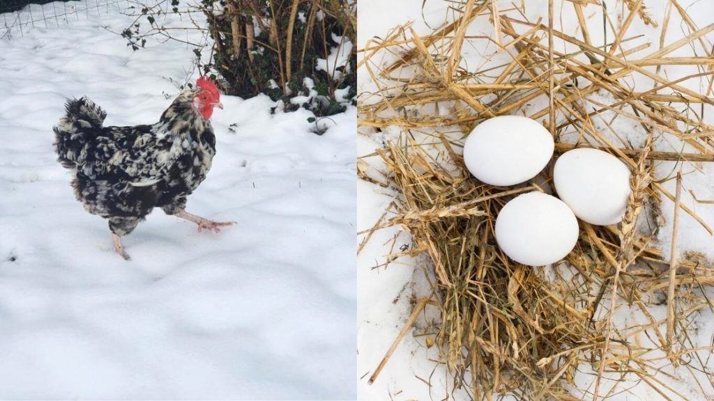 ponte des poules en hiver