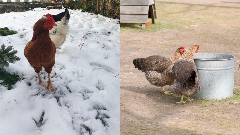 Comment faire pour que l'eau de l'abreuvoir des poules ne gèle pas en hiver par temps froid