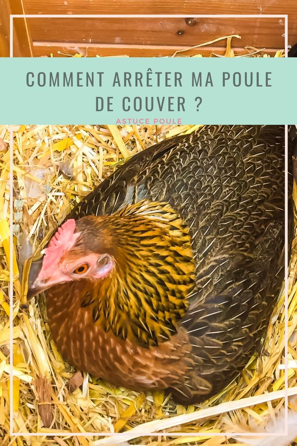 Comment arrêter une poule qui couver