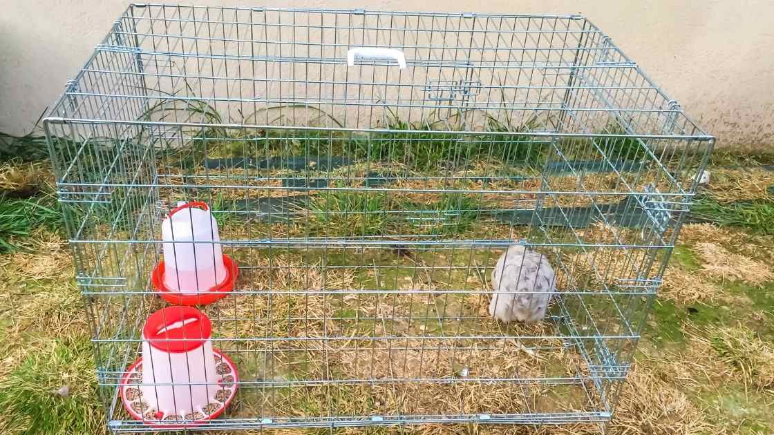 Isoler une poule qui couve pour arrêter la poule de couver