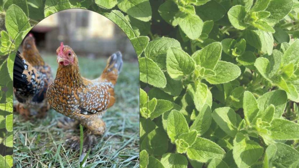 Origan remède naturel poules