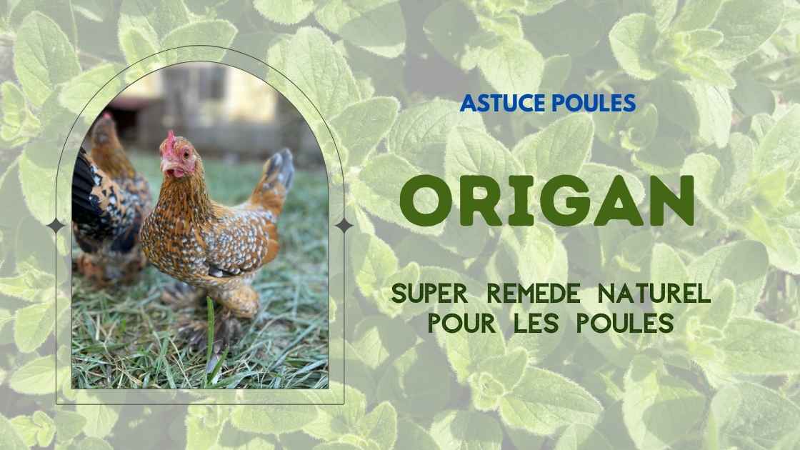 Comment utiliser l'origan comme super remède naturel pour les poules ?