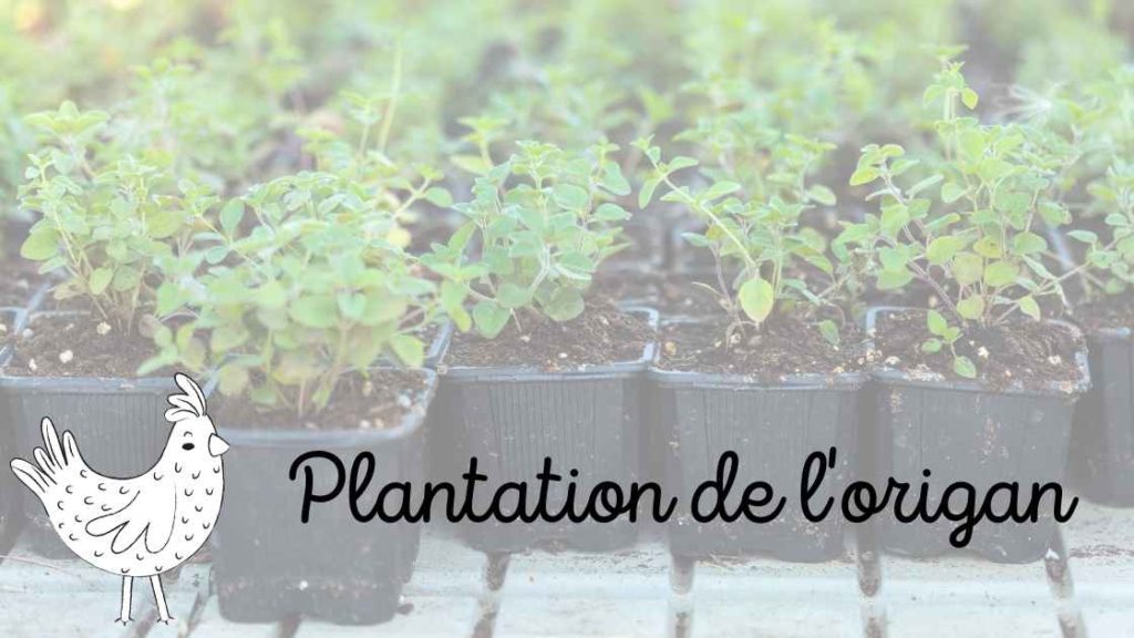 Plantation de l'origan pour les poules dans le poulailler , l'enclos et le parcours des poules