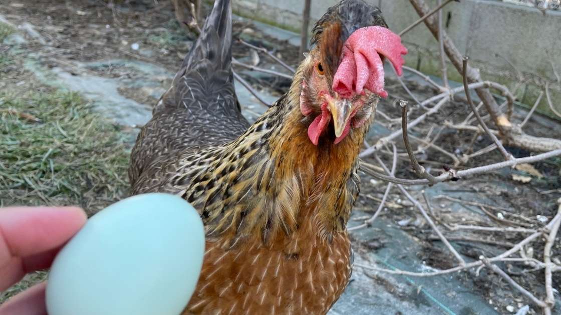 la poule pondeuse et son oeuf bleu vert