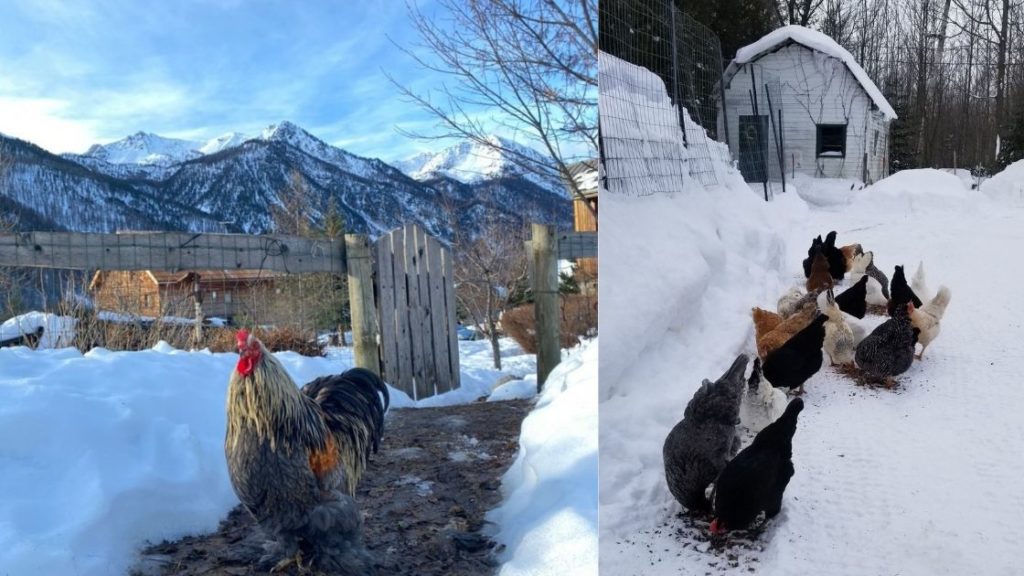 les poules et la neige en hiver
Photo de poules dans la neige