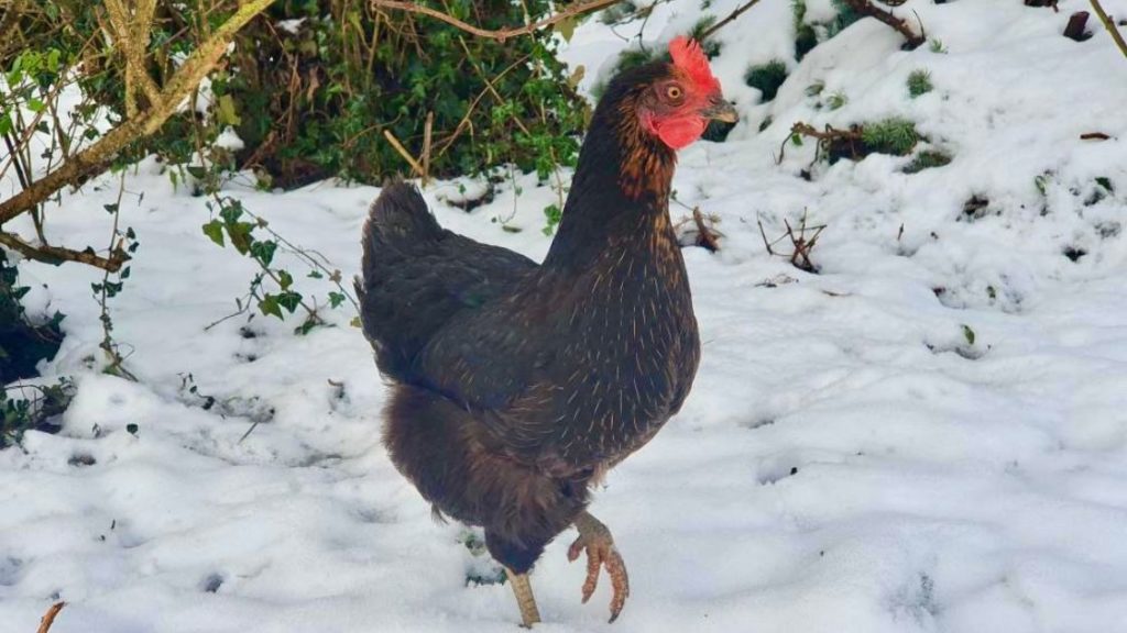 Comment protéger les poules du fort de l'hiver ?