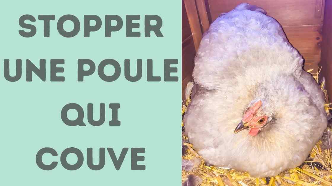 comment stopper une poule qui couve