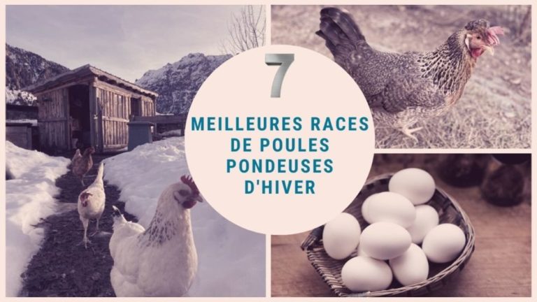 Poules pondeuses : Top 11 des meilleures races - Poules au Jardin