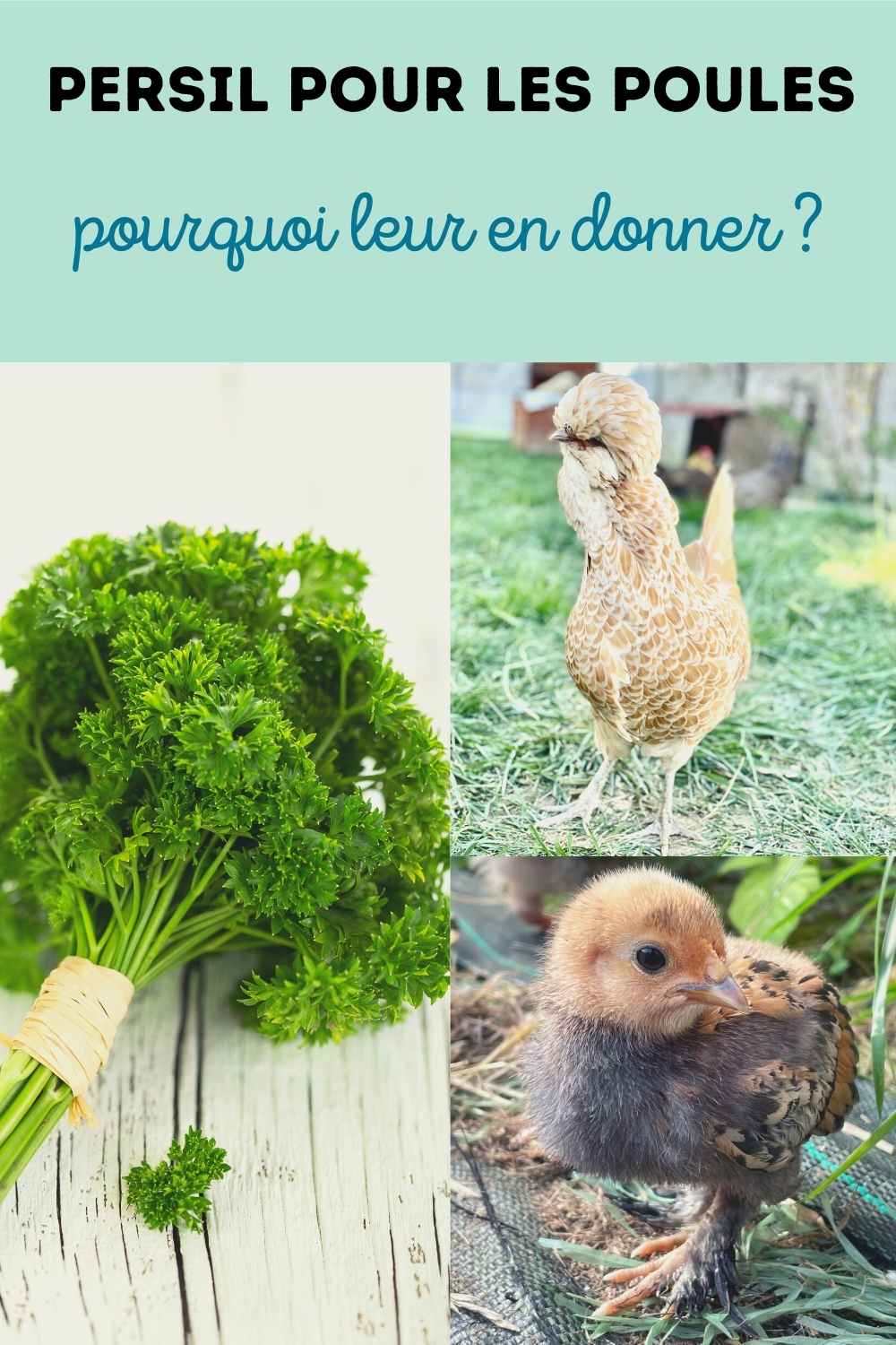 Persil plantation bénéfique pour les poules