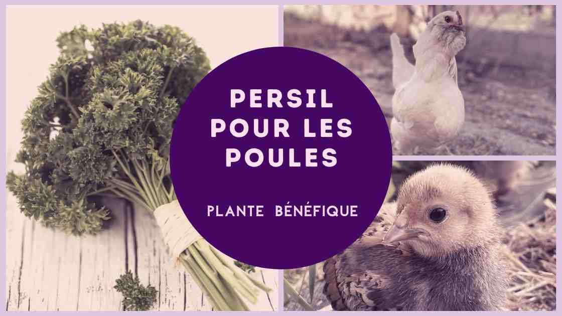 Plante bénéfique pour les poules : le persil qui permet de prévenir les maladies des poules