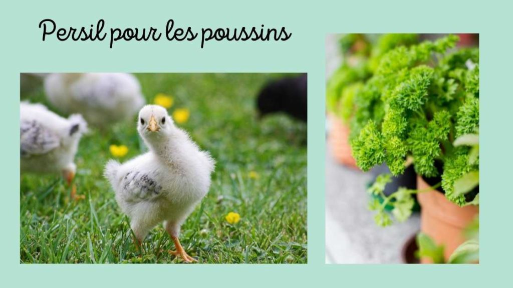 Persil pour aider à faire bien grandir les poussins