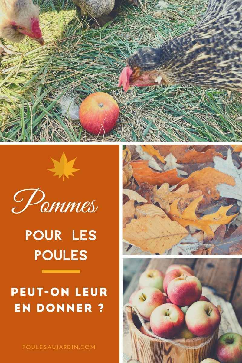 pommes bonnes pour les poules ?