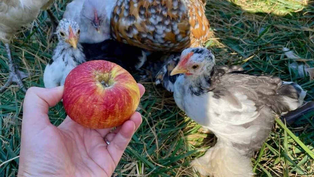 les poussins peuvent-ils manger des pommes?