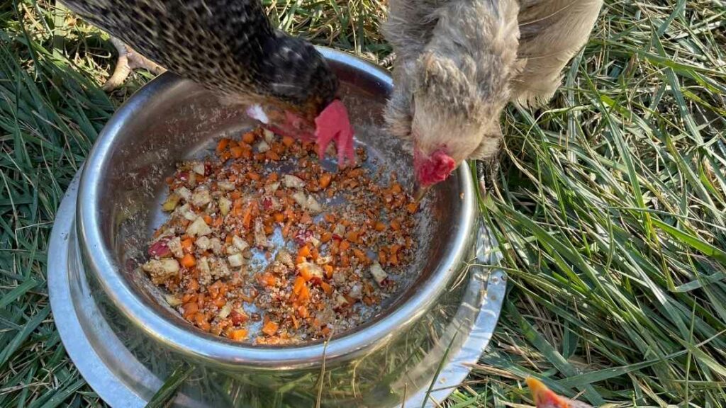 Pâtée poules avec pommes