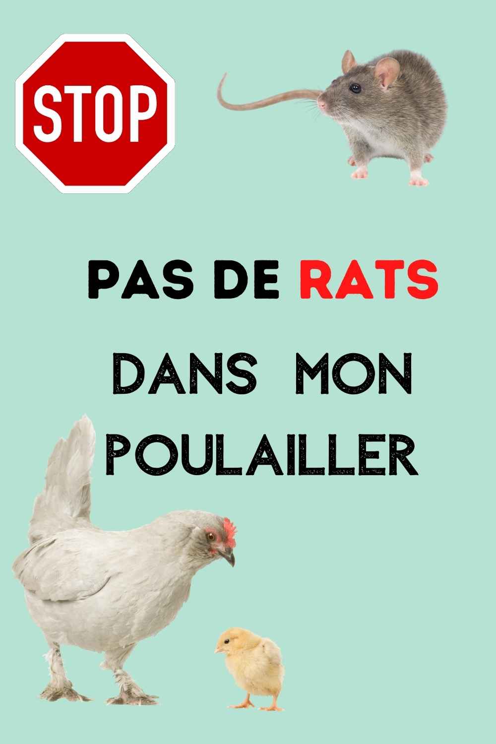 Comment éviter les rats dans le poulailler de mes poules ?