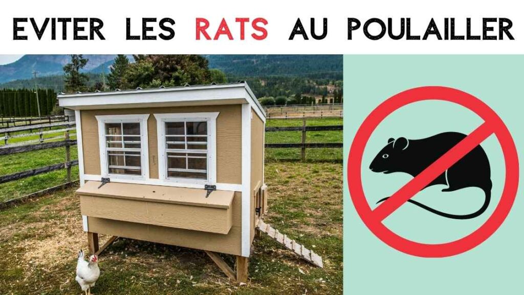 eviter les rats au poulailler