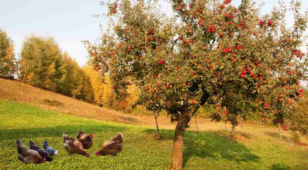 peut-on donner des pommes aux poules