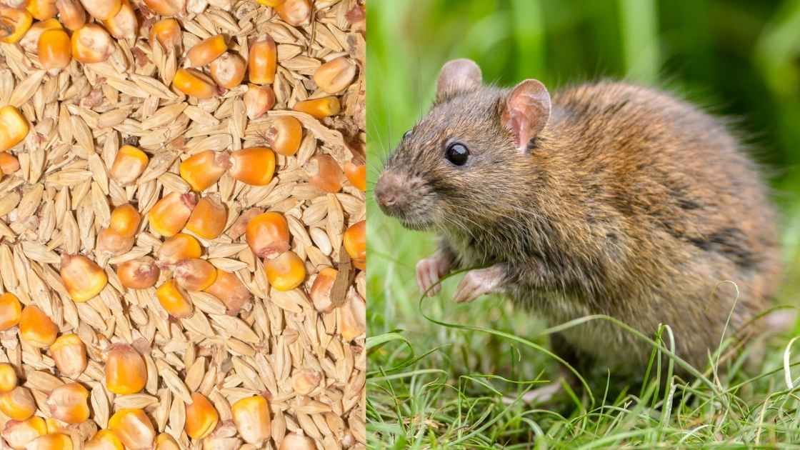 rats attirés par le poulailler avec la nourriture des poules