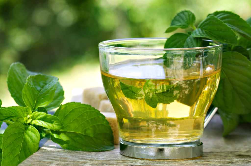 Infusion menthe soin naturel poules