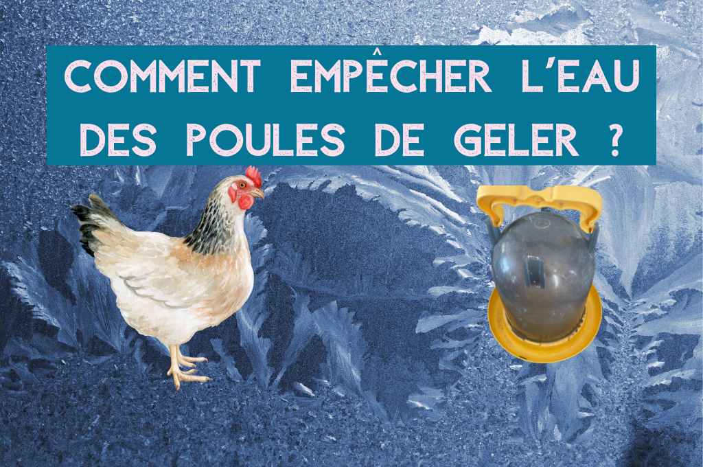 Abreuvoir Poules Comment Emp cher L eau De Geler Poules Au Jardin Abreuvoir Poules Comment Emp cher L eau De Geler Poules Au Jardin