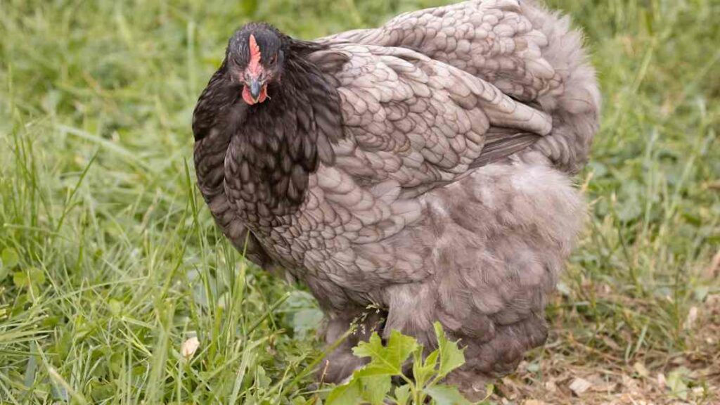 poule obèse mangeant trop de pain