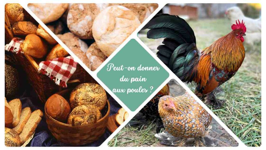 Est)ce que les poules peuvent manger du pain ?