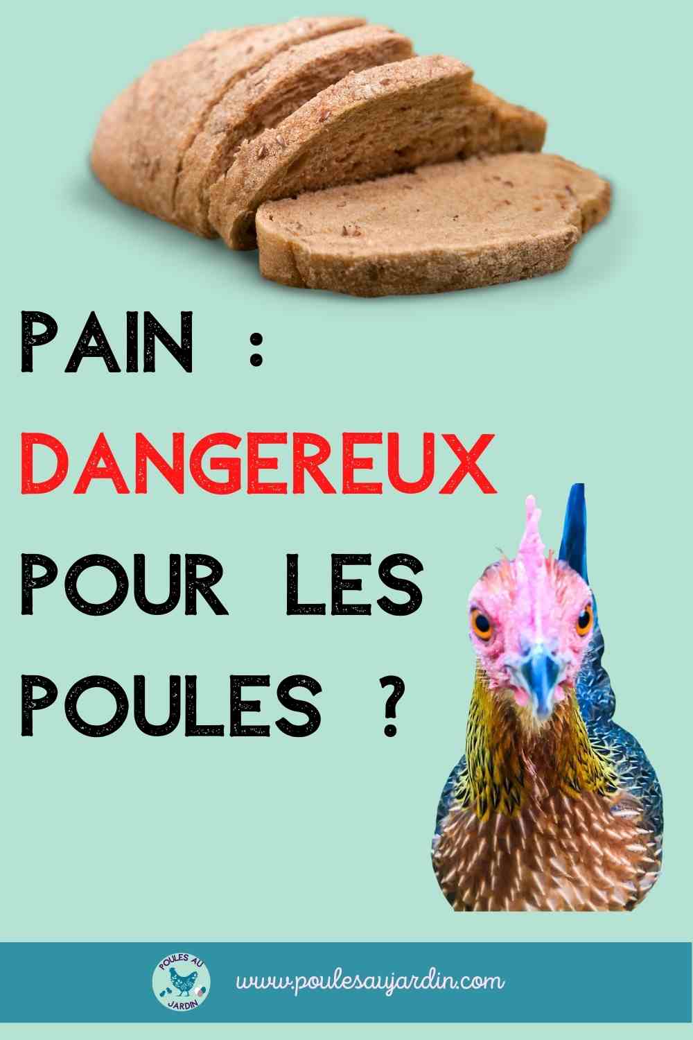 Pain mauvais pour les poules ?