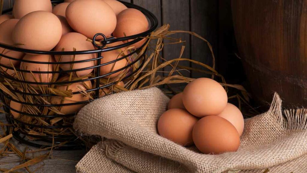 oeufs aux coquilles solides cure de calcium à faire en mars au poulailler