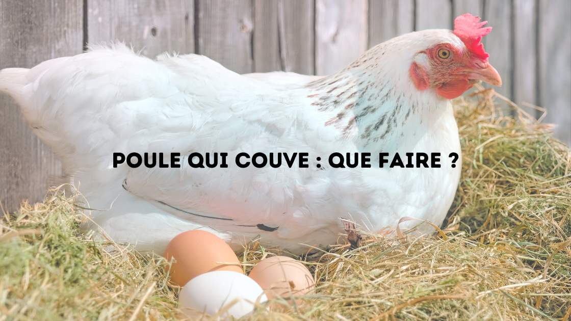 poule qui couve