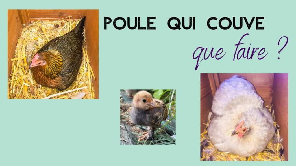 poule couveuse