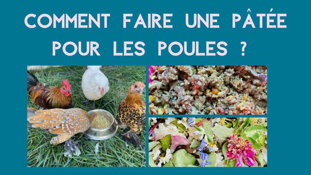 Comment faire une pâtée pour les poules ?