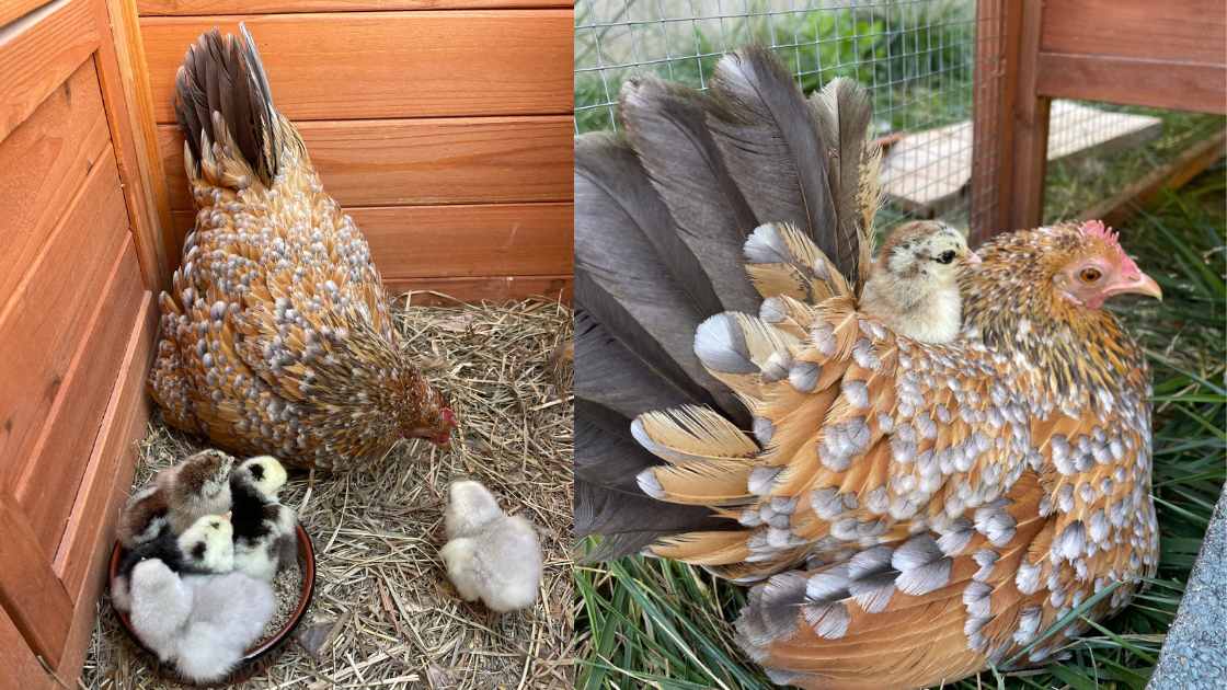 Poule qui couve que faire ? Poules au Jardin