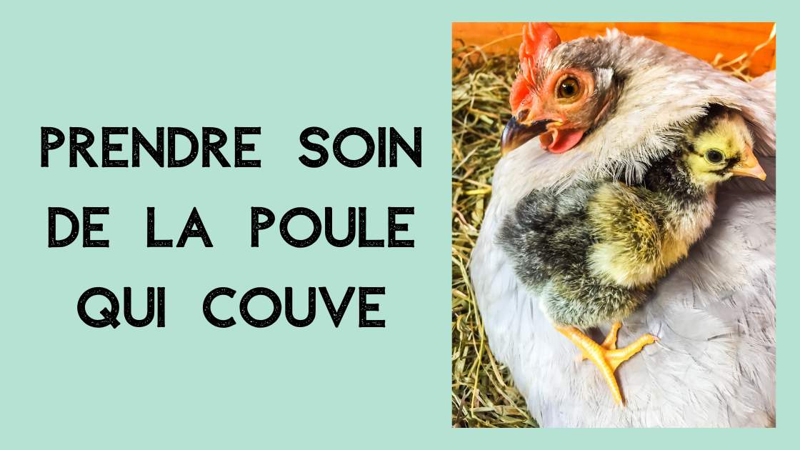 prendre soin de la poule qui couve