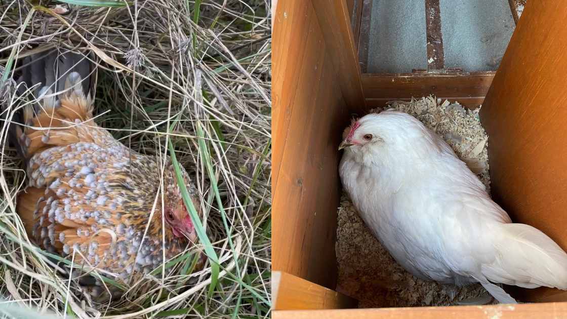 couvaison des poules