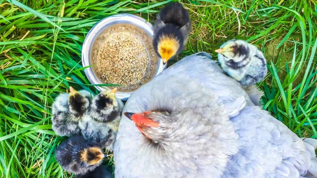 pâtée pour poussins