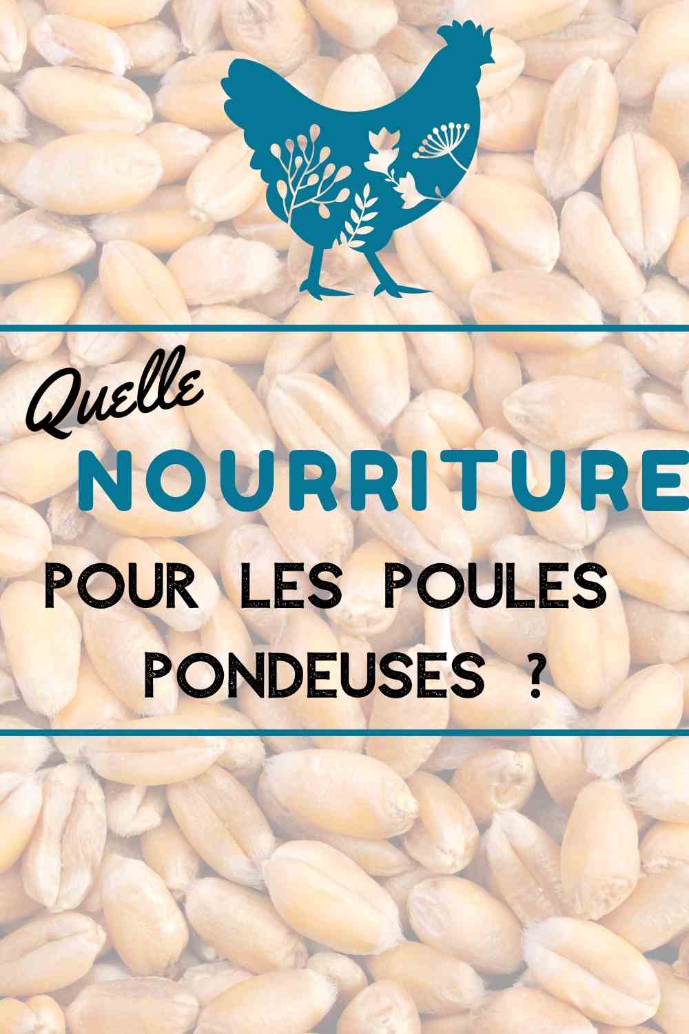 Quelle alimentation pour les poules pondeuses