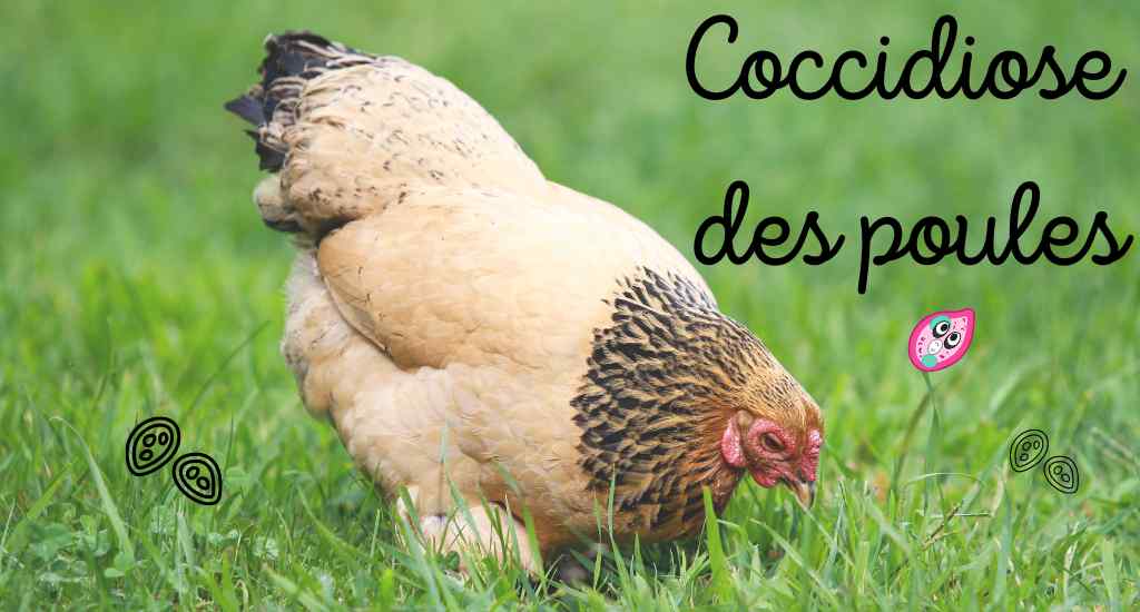 Coccidiose des poules : traitement symptômes, prévention