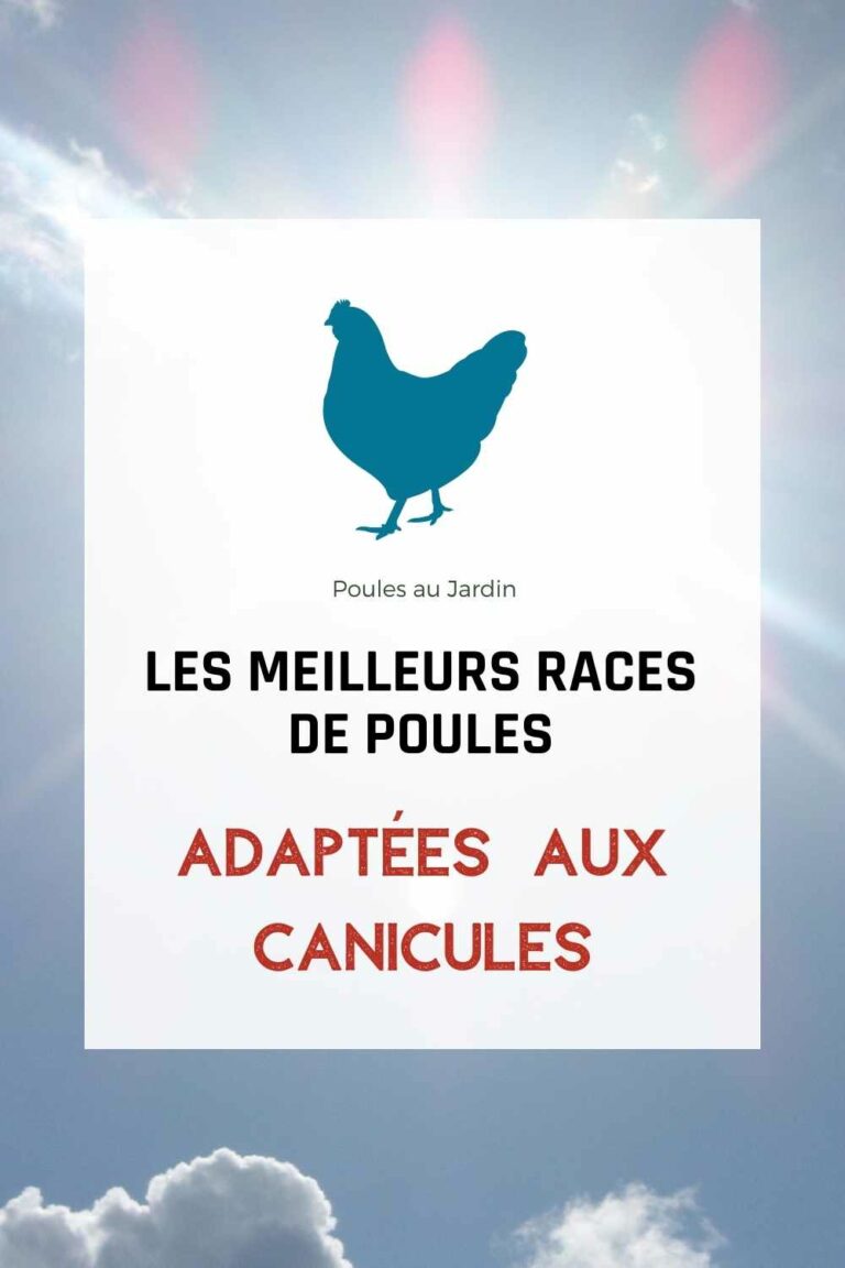Top des races de poules résistantes à la chaleur Poules au Jardin — free download