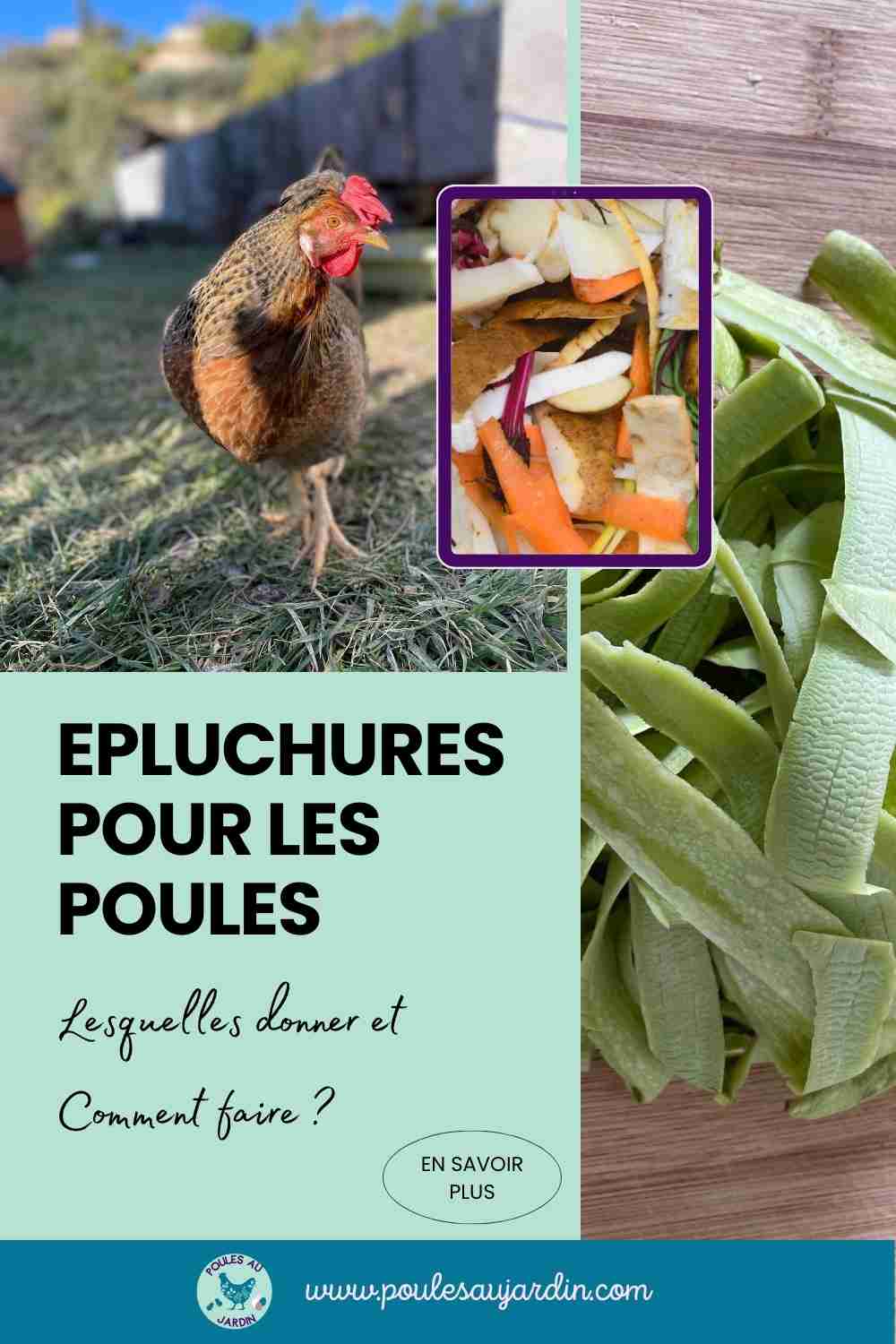 Quelles épluchures donner aux poules ?