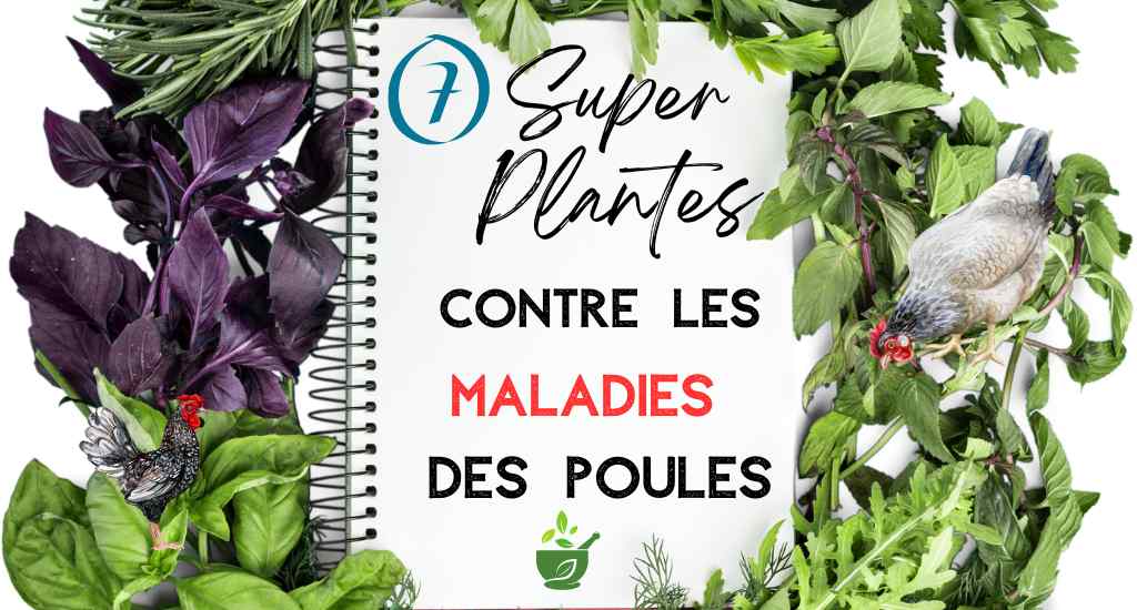 7 super plantes pour soigner les maladies des poules