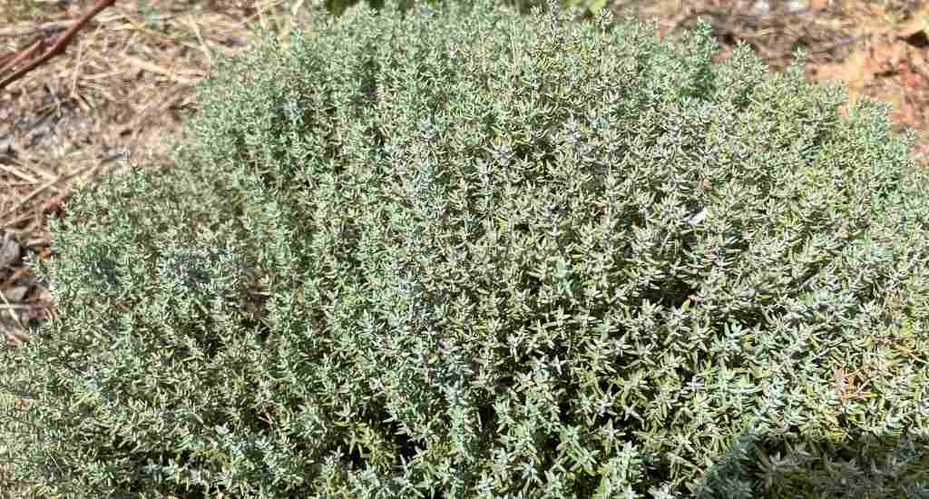 Thym plante médicinale remède naturel poule