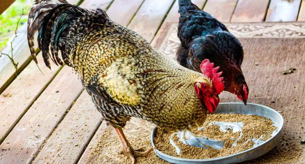 poules pondeuses qui mangent des céréales